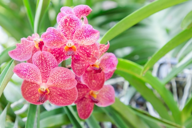 Resultado de imagem para jardim de orquídeas freepik