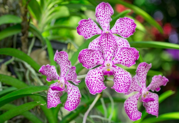 Flor rosa de orquídea mokara Foto Grátis