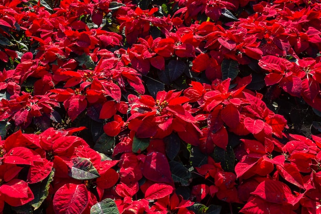 Flor Vermelha Da Poins Tia Ou Euphorbia Pulcherrimaon Do Natal Vermelho