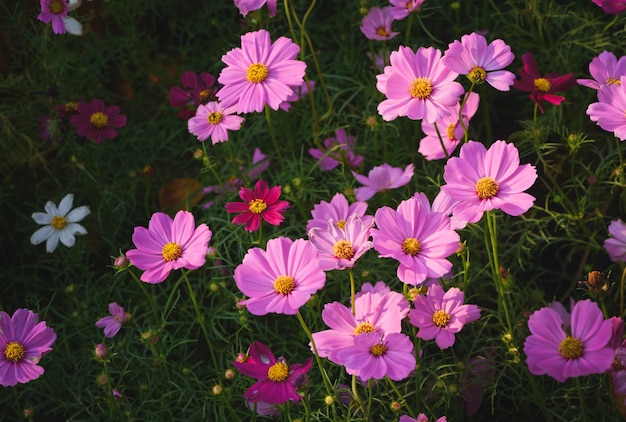 Flores Cor De Rosa Bonitas Do Cosmos No Jardim Foto Premium 9053