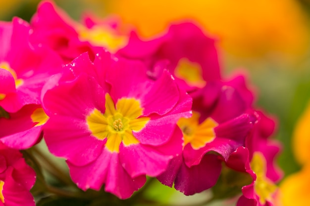 Flores cor de rosa com espaço de cópia Foto gratuita