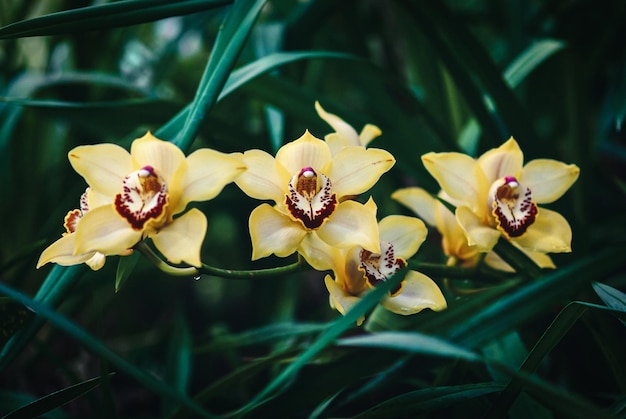 Flores de orquídea de barco amarelo alaranjada cymbidium devonianum