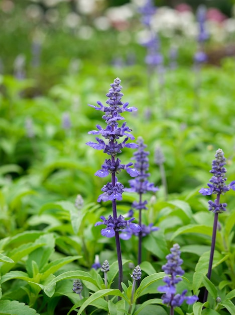 Flores Roxas Do Salvia Azul Flores De Salvia No Jardim Foto Premium