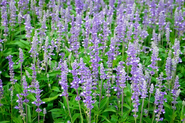 Flores Roxas Do Salvia Azul Flores De Salvia No Jardim Foto Premium