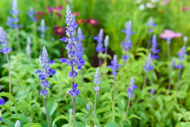 Flores Roxas Do Salvia Azul Mola Das Plantas Decorativas Foto Premium