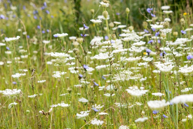 Flores Silvestres Campo De Verao Foto Premium