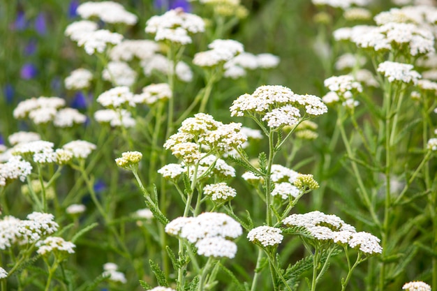 Flores Silvestres Campo De Verao Foto Premium