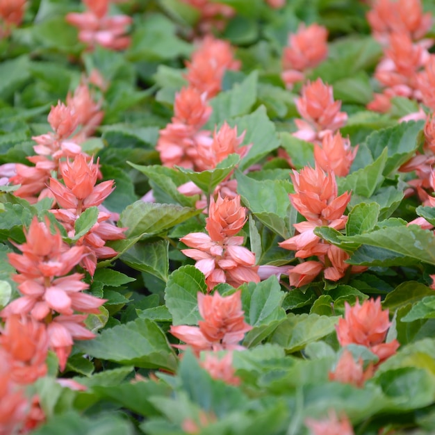 Flores Vermelhas Salvia Splendens Calor Plantas Amorosas Foto Premium