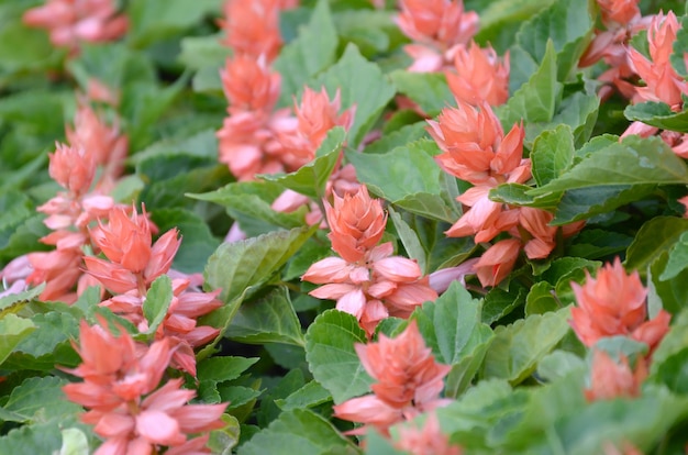 Flores Vermelhas Salvia Splendens Calor Plantas Amorosas Foto Premium