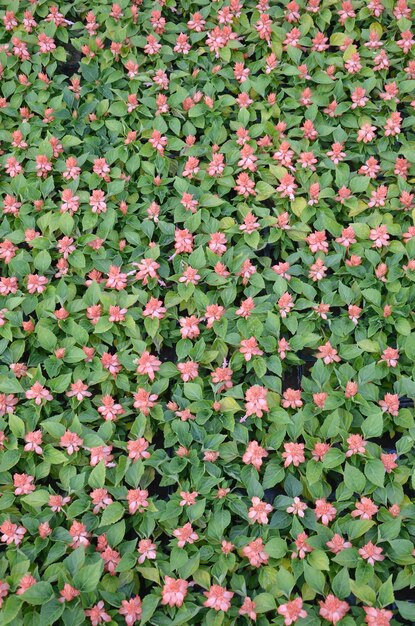 Flores Vermelhas Salvia Splendens Calor Plantas Amorosas Foto Premium