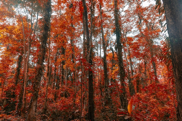 Floresta Com Folhas De Laranja Foto Premium