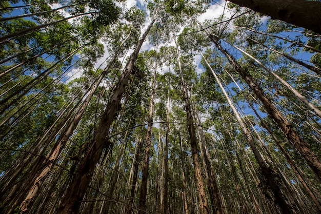 Floresta De Eucalipto No Estado De S O Paulo Brasil Plantas Para Ind Stria De Papel Foto