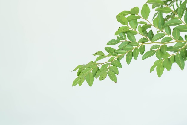 Folha com fundo branco Foto gratuita