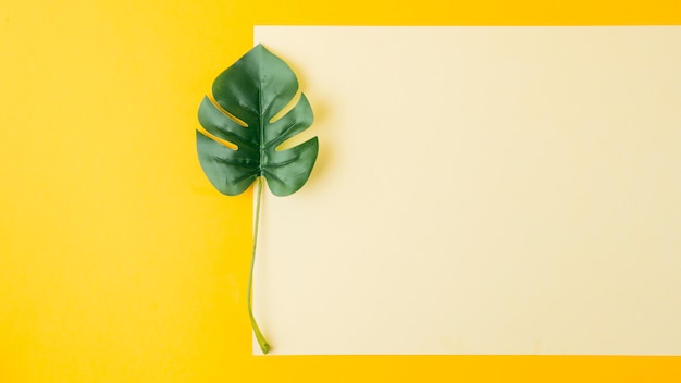Folha de monstera perto do papel em branco sobre fundo amarelo Foto gratuita