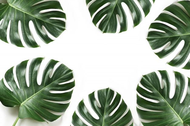Folhagem de monstera como a beira no branco. isolado com moldura de verão para o projeto. Foto Premium
