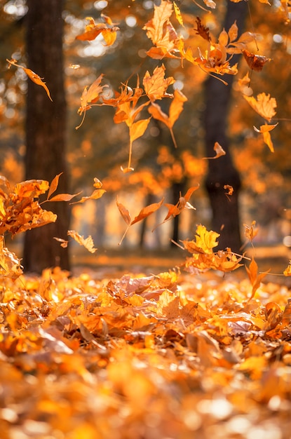 Folhas de bordo amarelo seco caindo em um outono | Foto Premium