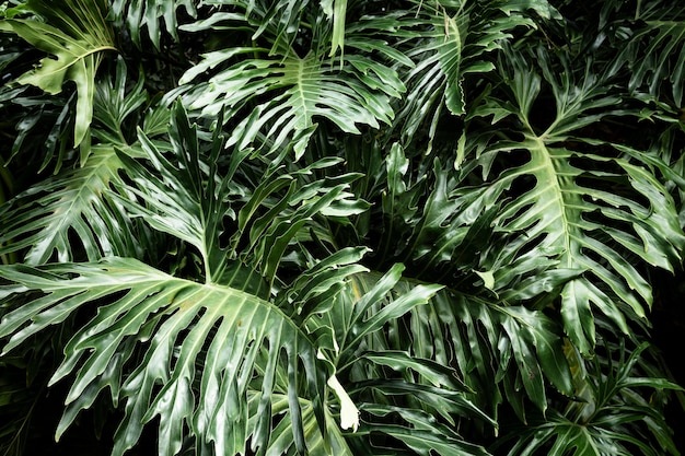 Featured image of post Imagens De Plantas Tropicais : See more of plantas exóticas &amp; tropicais on facebook.