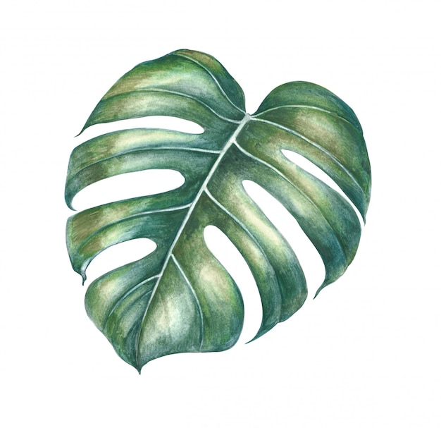 Folhas de plantas tropicais em aquarela. Foto Premium