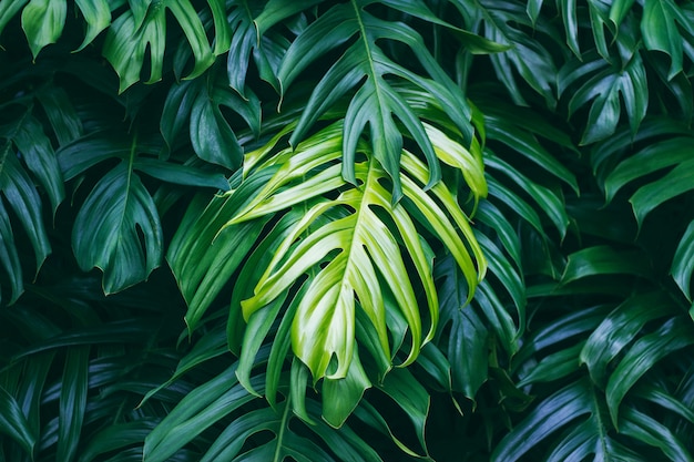 Folhas verdes tropicais no fundo escuro natureza verão floresta planta