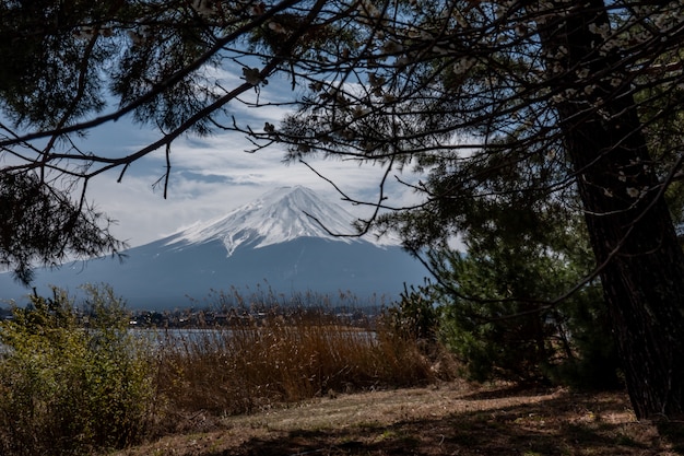 Fuji montanha com árvore na frente. monte fuji neve no topo em branco, fujisan Foto Premium