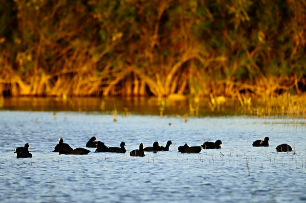 Fulica atra o galeirão é uma espécie de ave da família rallidae