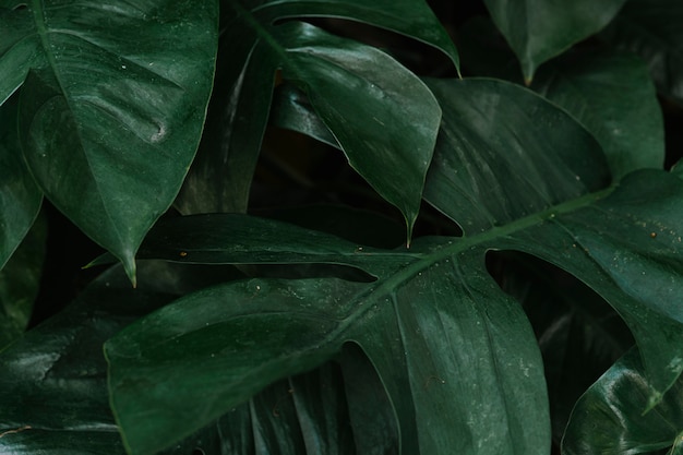Fundo de folhas verdes tropicais Foto gratuita