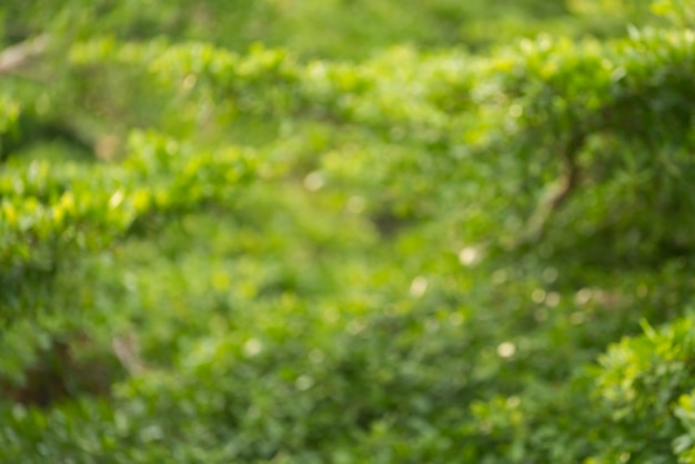 Fundo Desfocado Folha Verde | Foto Premium