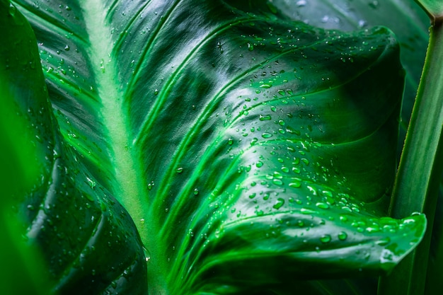 Fundo verde folha Foto Premium
