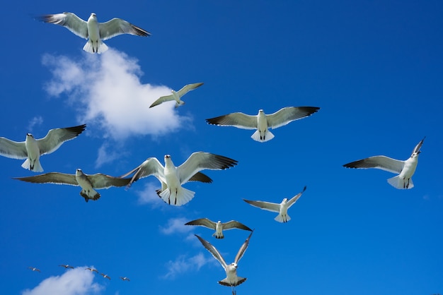 Gaivotas gaivotas voando no céu azul | Foto Premium