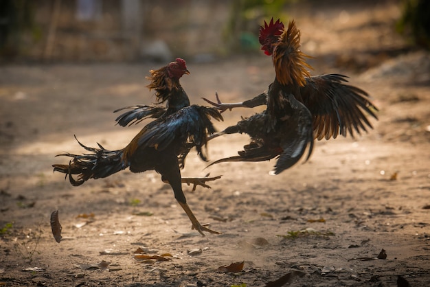 Galo De Dois Lutadores Na Natureza Arena Luta Foto Premium