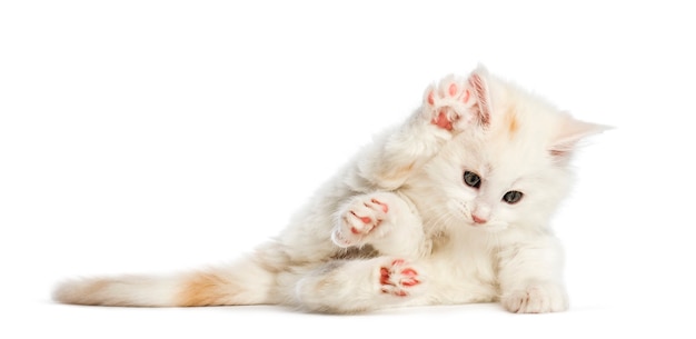 Gatinho Maine Coon Semanas De Idade Estendendo A M O Na Frente De