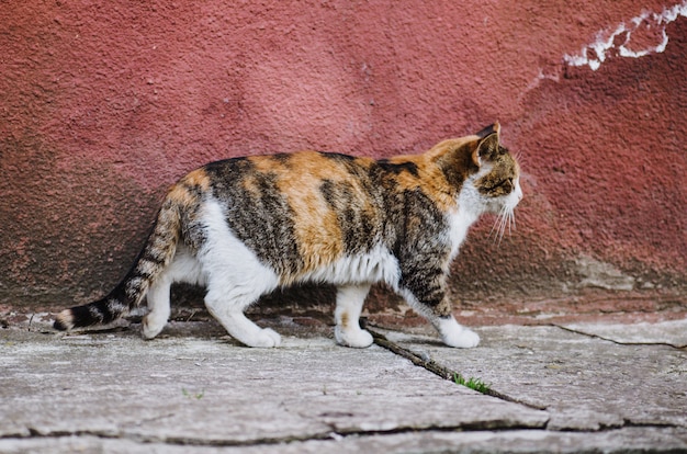 Gatinho Selvagem Ao Ar Livre Gato De Rua Sujo Andar Nas Ruas Gato De