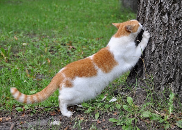 Gato Afiando Suas Garras No Tronco De Uma Rvore Foto Premium