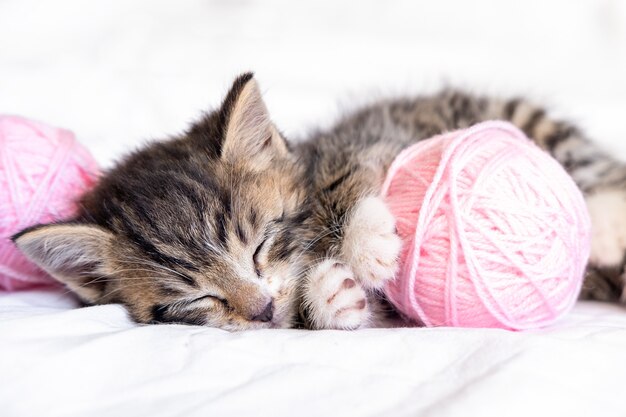 Gato Fofo Dormindo Bolas Rosa E Cinza Novelos De Linha Na Cama