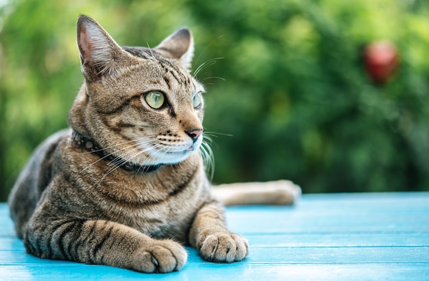 Gato malhado no chão de cimento azul e olhando para a esquerda Foto gratuita