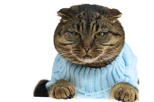 Gato scottish fold em roupas Foto Premium