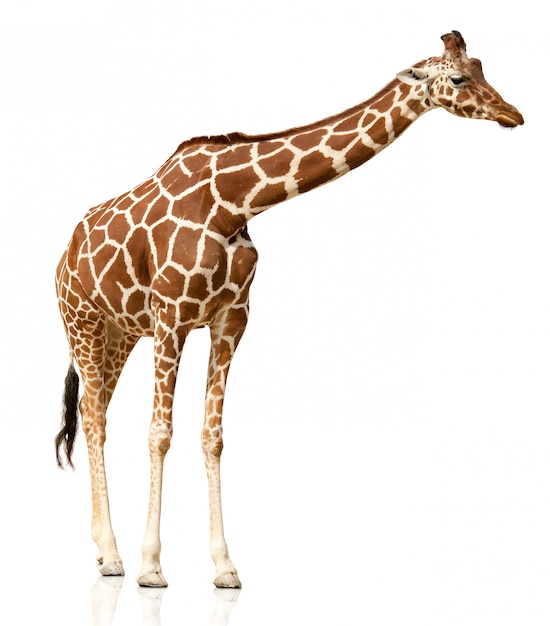 Girafa isolada no fundo branco | Foto Premium