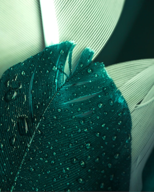 Gotas de água no fundo texturizado de plumagem verde escuro e menta Foto gratuita