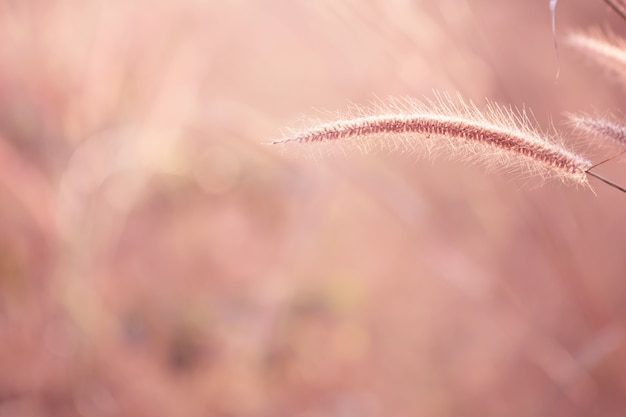 Grama de flores coloridas feita com gradiente de fundo Foto Premium