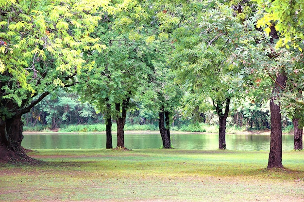 P C3 Bablico - Grande Ã¡rvore verde no jardim em frente ao pÃºblico porn ...