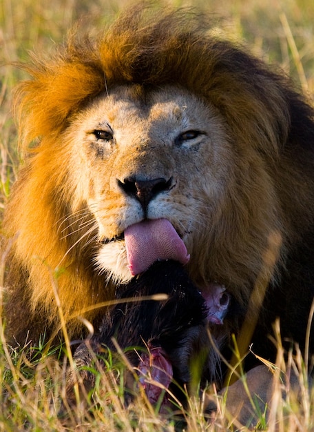 Grande Le O Juba Linda Est Comendo Presas Parque Nacional Qu Nia