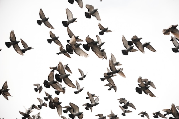 Grupo de muitos pombos voando no céu cinzento Foto Premium