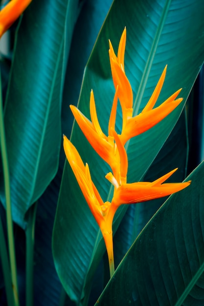 heliconia psittacorum viridi download