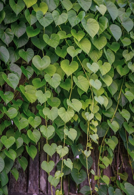 Imagem de uma planta com folhas verdes coração Foto Premium