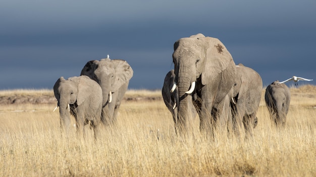 Imagens bonitas de elefantes africanos na áfrica Foto Premium