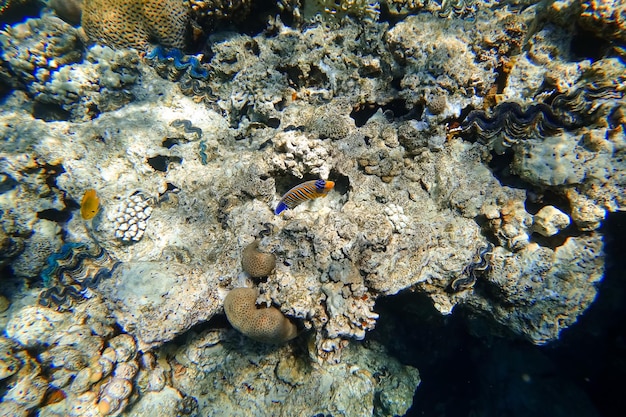 Incrível mundo subaquático do mar vermelho lindos peixes tropicais