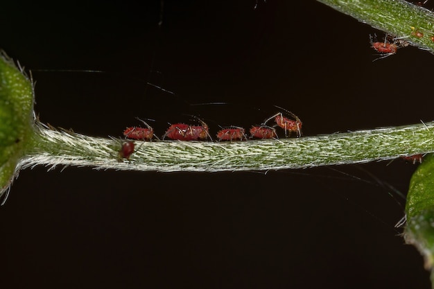 Insetos pulgões vermelhos da família aphididae Foto Premium