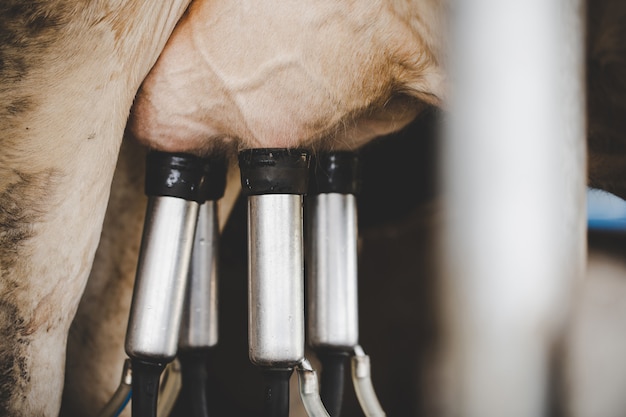 Instalação de ordenha de vacas e equipamento de ordenha mecanizada ...