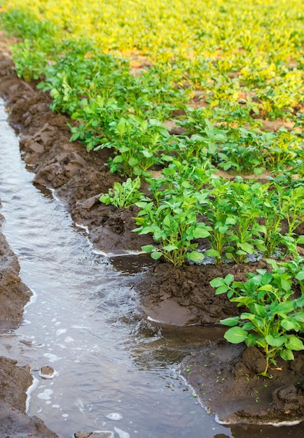 Irrigação Da Plantação De Batata Fornecimento De Recursos Hídricos às Fazendas E Agroindústria 1049