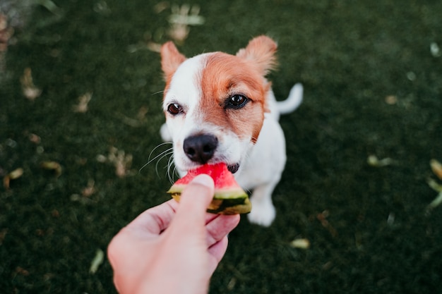 Cachorro pode comer melancia? 